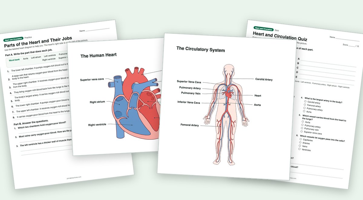 Heart and Circulation teaching pack: the labeled diagram with a worksheet and the quiz