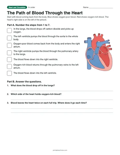 The Path of Blood Through the Heart: printable ordering worksheet with answer key