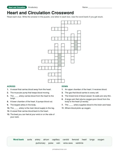 Heart and Circulation Crossword: printable vocabulary crossword with answer key