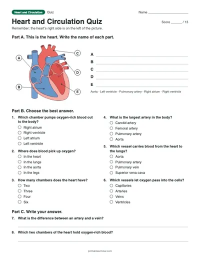Heart and Circulation Quiz: printable quiz with answer key