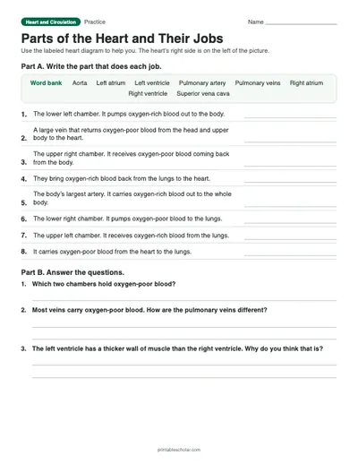 Parts of the Heart and Their Jobs: printable worksheet with answer key