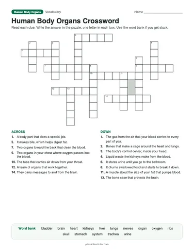 Human Body Organs Crossword: printable vocabulary crossword with answer key