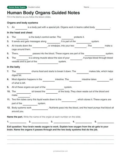 Human Body Organs guided notes: printable with answer key