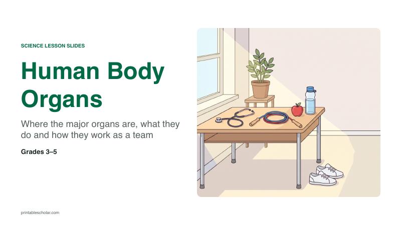 Human Body Organs lesson slide