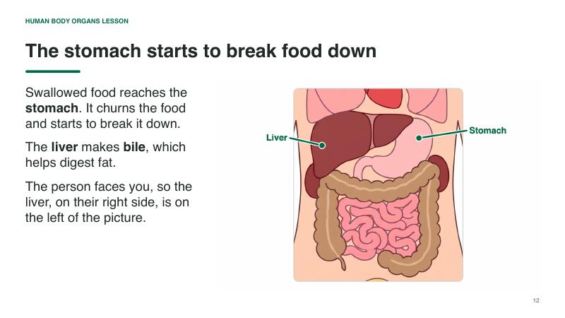 Human Body Organs lesson slide