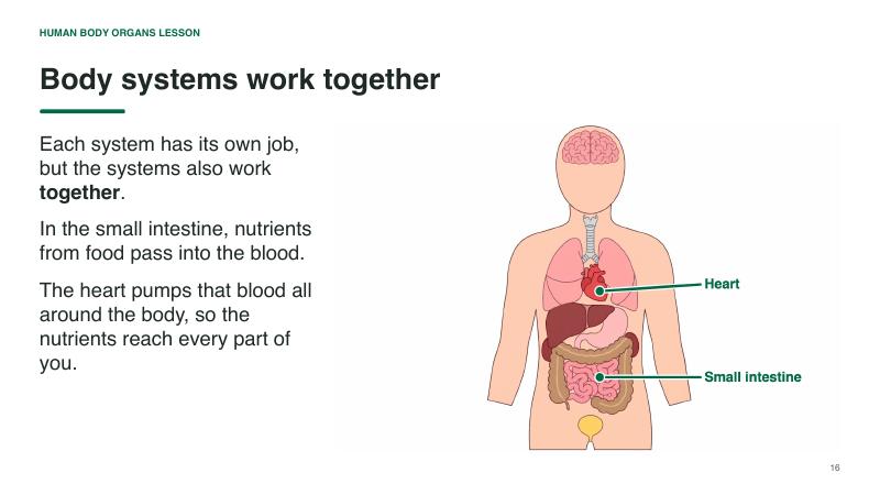 Human Body Organs lesson slide