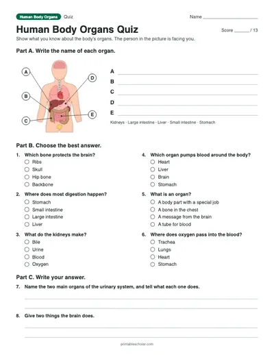 Human Body Organs Quiz: printable quiz with answer key