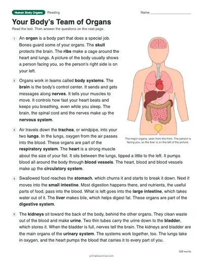 Your Body’s Team of Organs: printable reading passage with answer key