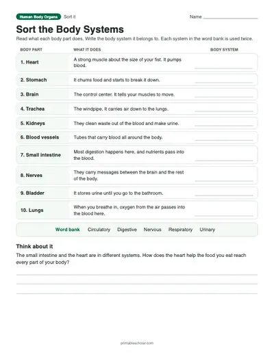 Sort the Body Systems: printable sorting table with answer key