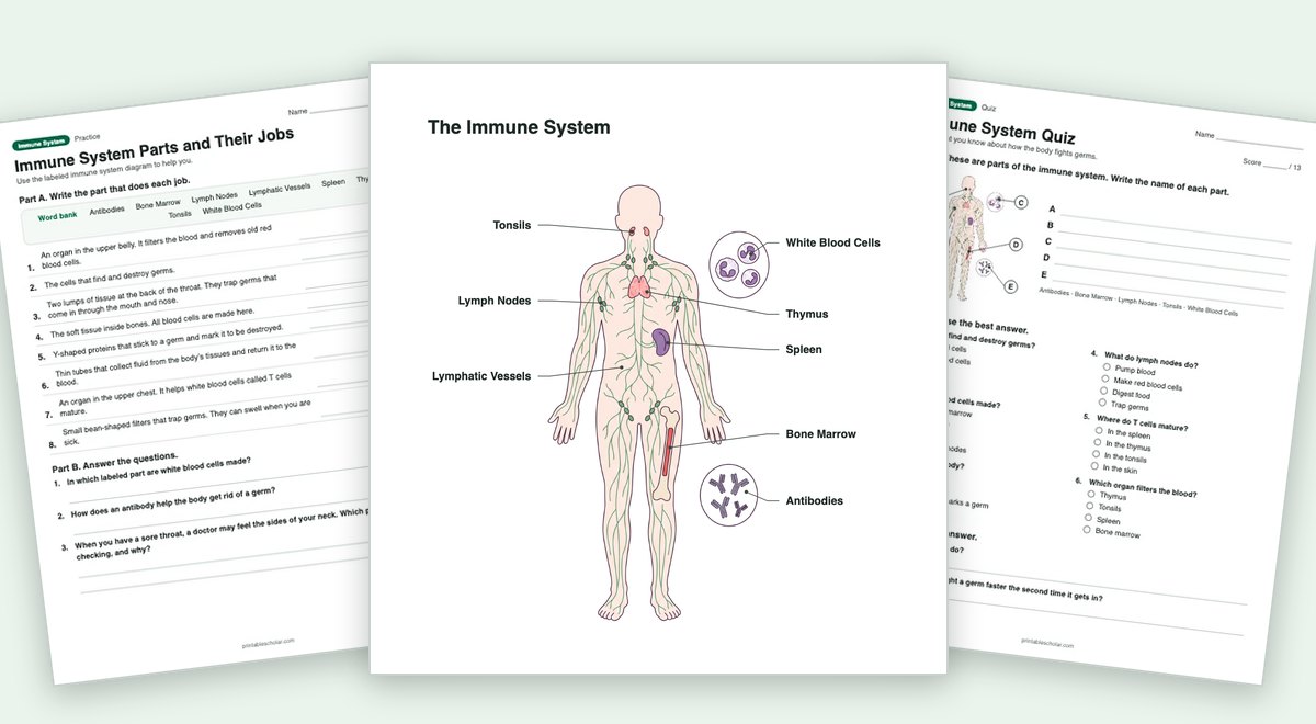 Immune System teaching pack: the labeled diagram with a worksheet and the quiz