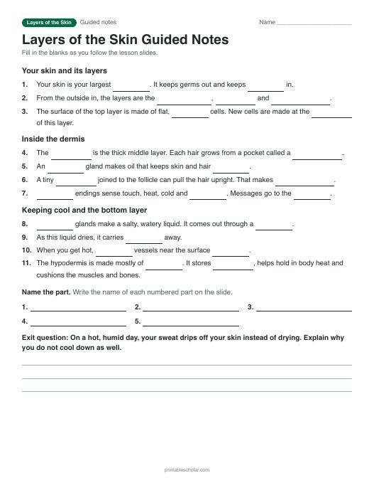 Layers of the Skin guided notes: printable with answer key