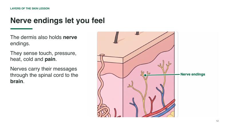 Layers of the Skin lesson slide