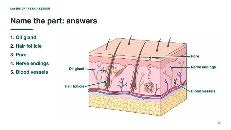 Layers of the Skin lesson slide