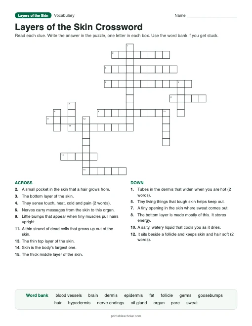 Layers of the Skin Crossword: printable vocabulary crossword with answer key