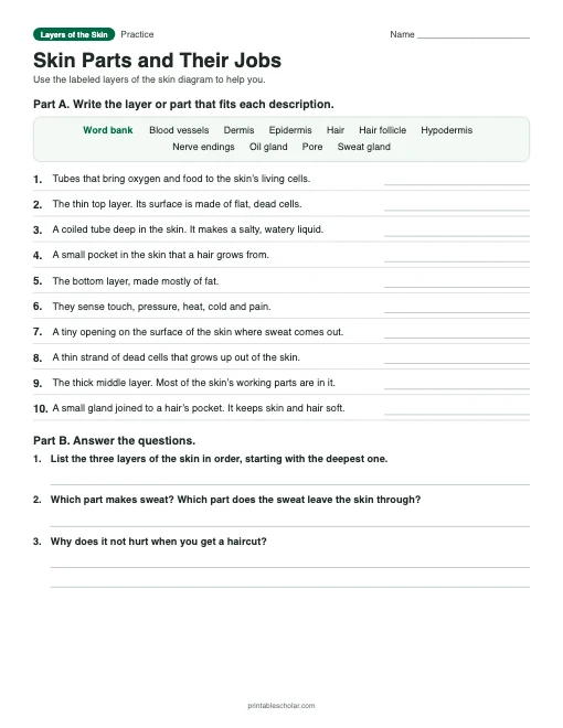 Skin Parts and Their Jobs: printable worksheet with answer key