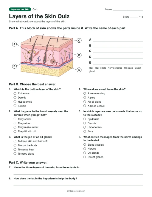 Layers of the Skin Quiz: printable quiz with answer key