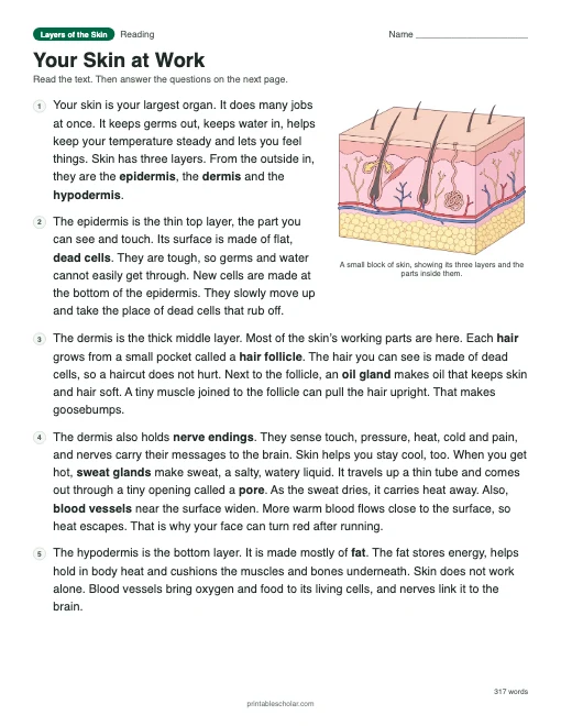 Your Skin at Work: printable reading passage with answer key
