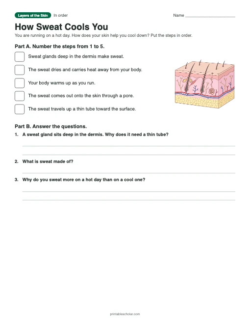 How Sweat Cools You: printable ordering worksheet with answer key