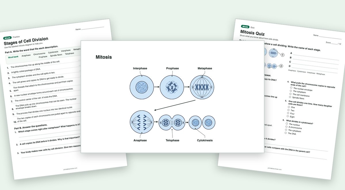 Mitosis teaching pack: the labeled diagram with a worksheet and the quiz