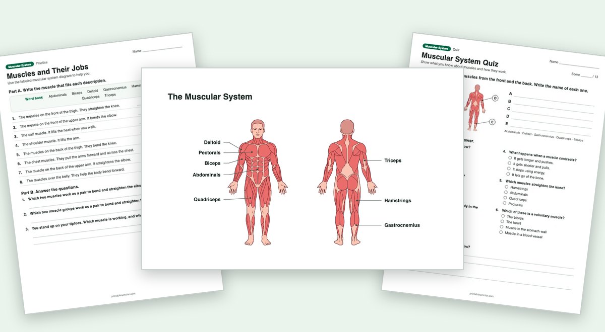 Muscular System teaching pack: the labeled diagram with a worksheet and the quiz