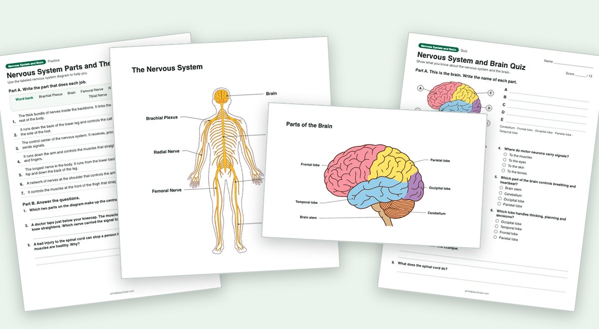 Nervous System and Brain teaching pack: the labeled diagram with a worksheet and the quiz