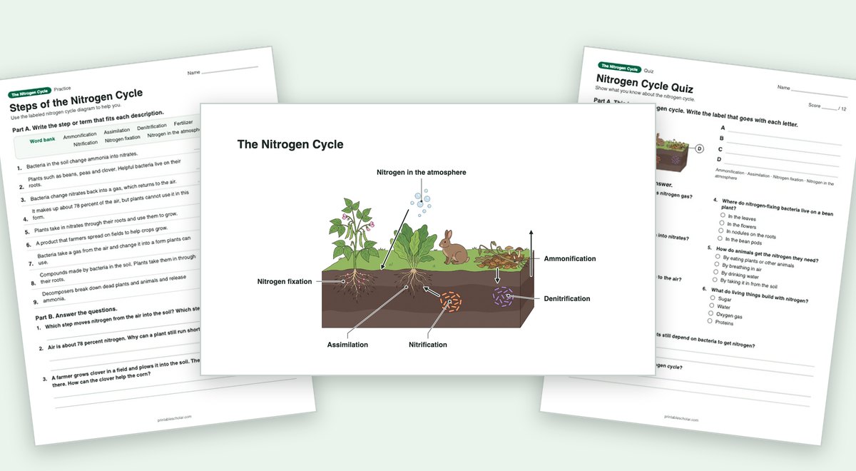 The Nitrogen Cycle teaching pack: the labeled diagram with a worksheet and the quiz
