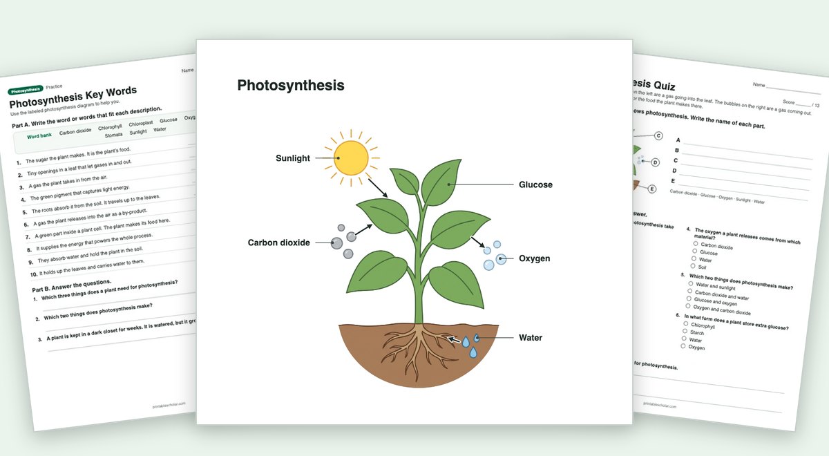 Photosynthesis teaching pack: the labeled diagram with a worksheet and the quiz