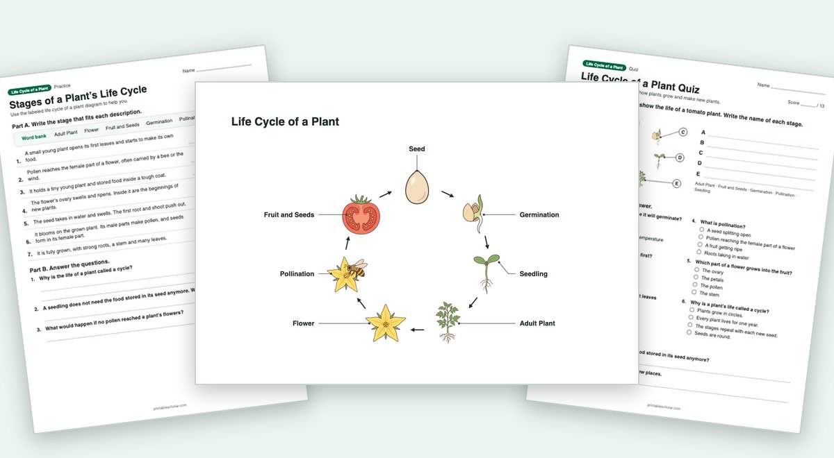 Life Cycle of a Plant teaching pack: the labeled diagram with a worksheet and the quiz
