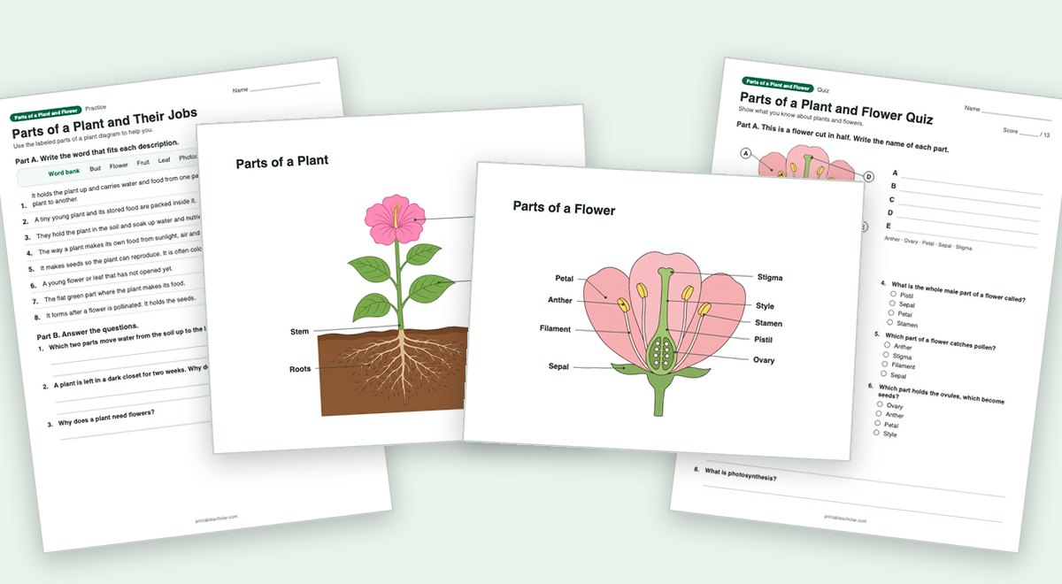 Parts of a Plant and Flower teaching pack: the labeled diagram with a worksheet and the quiz