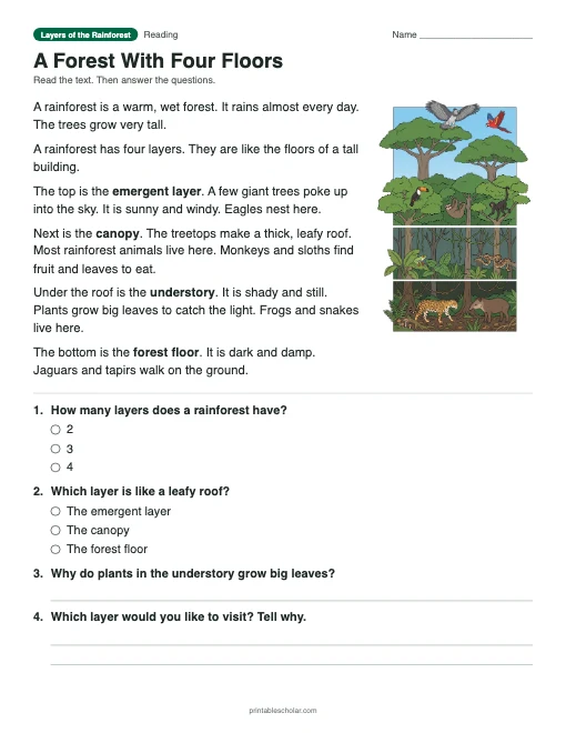A Forest With Four Floors: free printable reading passage with answer key