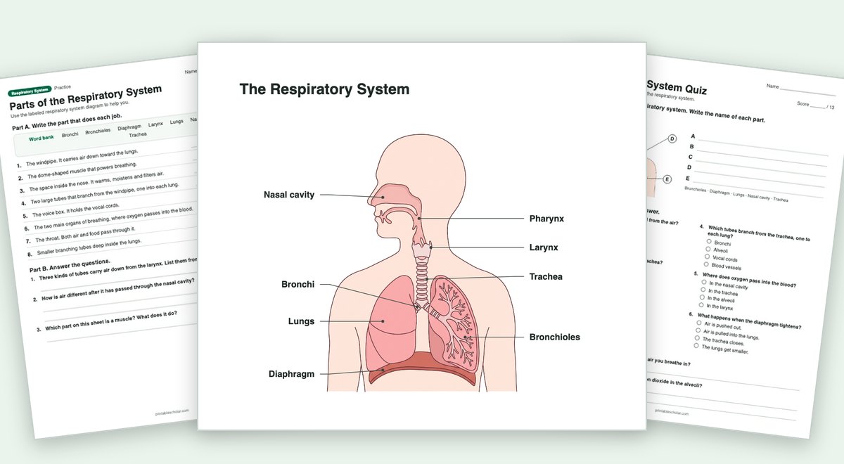 Respiratory System teaching pack: the labeled diagram with a worksheet and the quiz