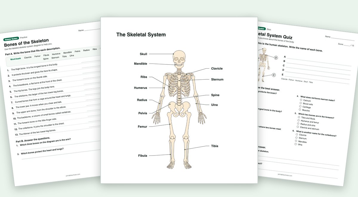Skeletal System teaching pack: the labeled diagram with a worksheet and the quiz