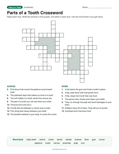Parts of a Tooth Crossword: printable vocabulary crossword with answer key