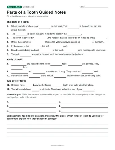 Parts of a Tooth guided notes: printable with answer key