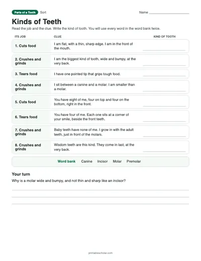Kinds of Teeth: printable kinds-of-teeth table with answer key