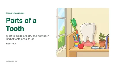 Parts of a Tooth lesson slides (PowerPoint)
