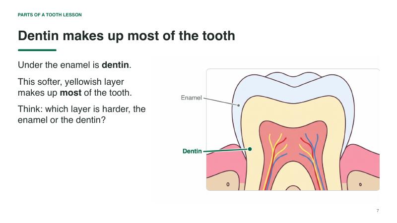 Parts of a Tooth lesson slide