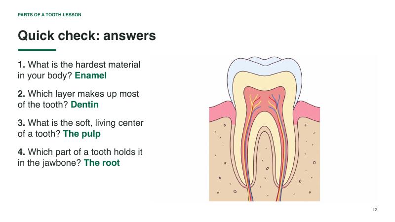 Parts of a Tooth lesson slide