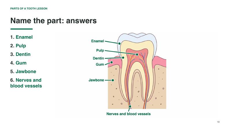 Parts of a Tooth lesson slide