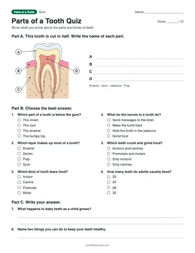 Parts of a Tooth Quiz: printable quiz with answer key
