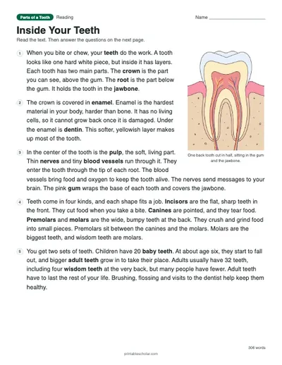 Inside Your Teeth: printable reading passage with answer key