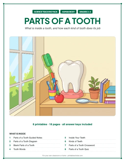 Parts of a Tooth teaching pack cover
