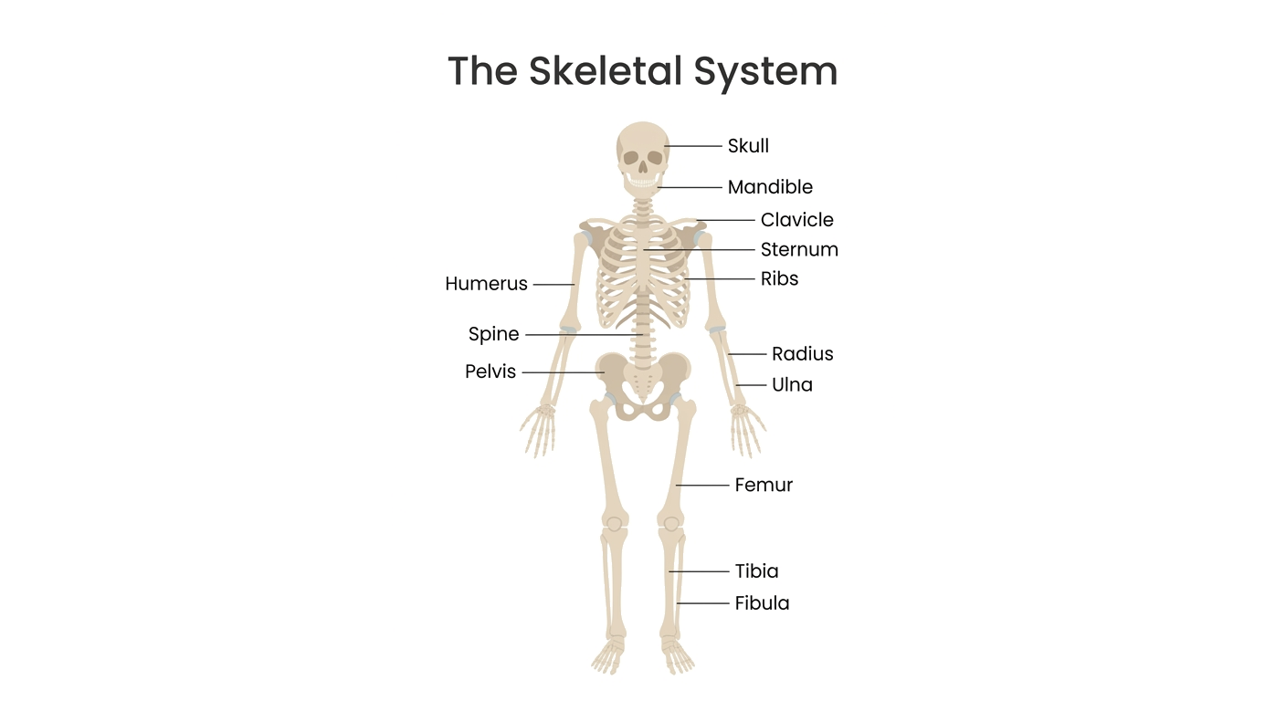 Skeletal System