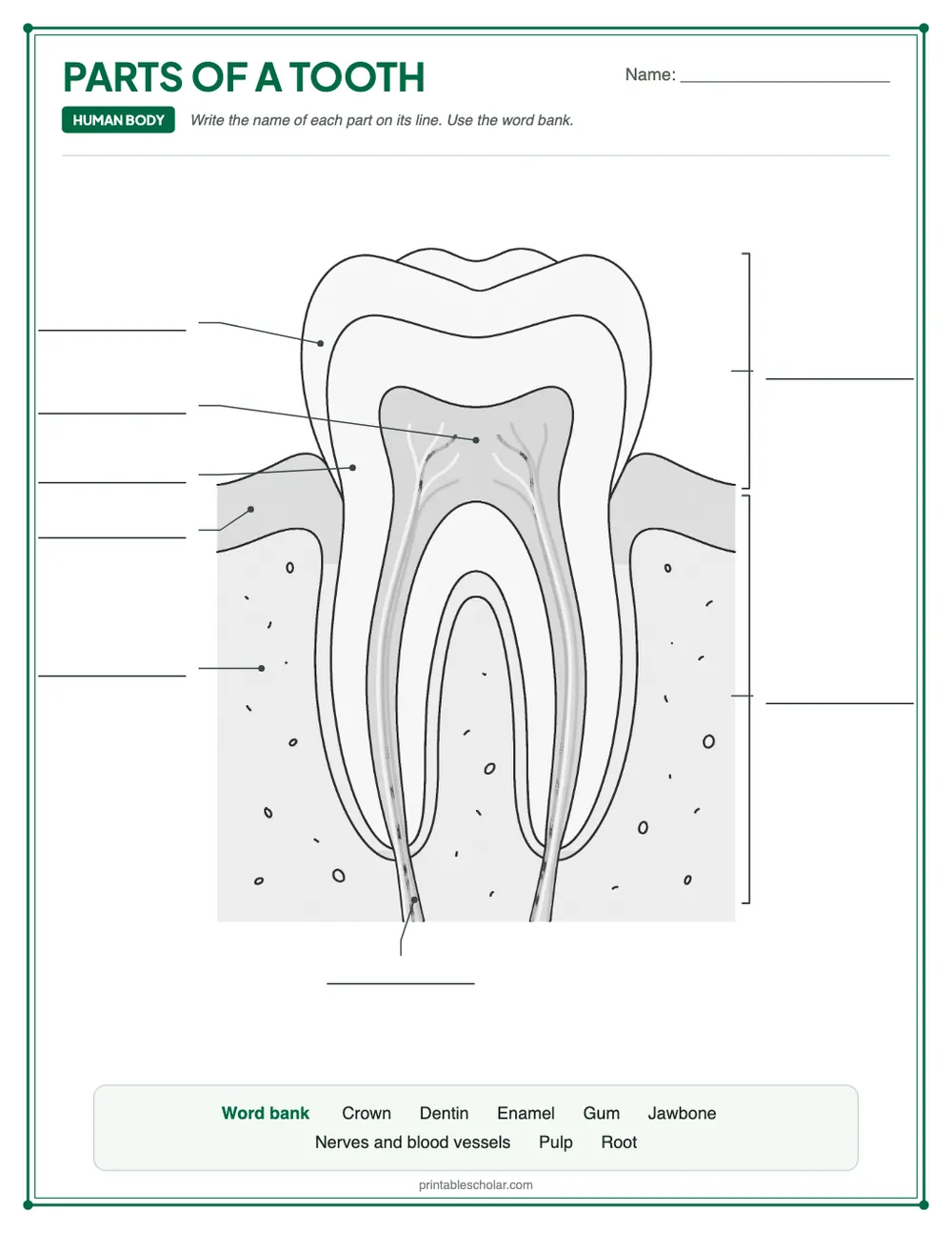Blank tooth diagram to label, with a word bank