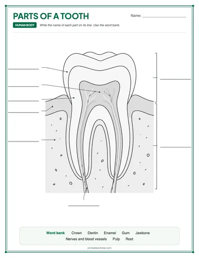 Blank Parts of a Tooth: free printable