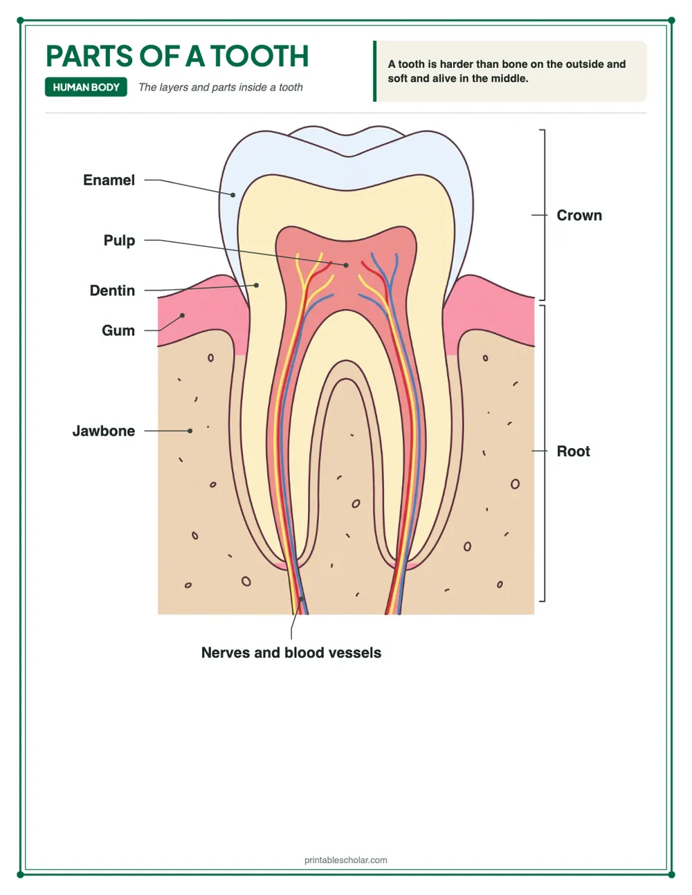 Labeled tooth diagram: a cross-section of a molar showing the crown, root, enamel, dentin, pulp, nerves and blood vessels, gum and jawbone