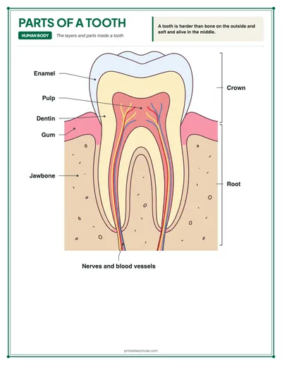 Parts of a Tooth Diagram: free printable